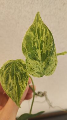Filodendron Oxycardium variegata
