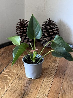 Anthurium / toulitka