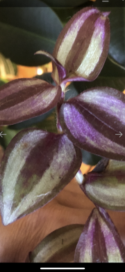Tradescantia Pink Joy- čerstvý řizek