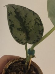 IMG_3425.jpeg