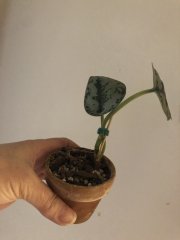 IMG_3423.jpeg
