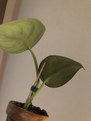 IMG_3428.jpeg