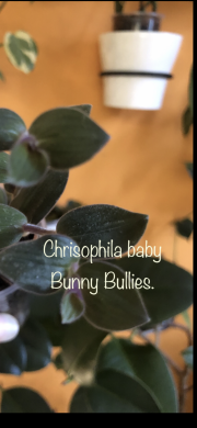 Tradescantia Bunny Bellis - čerstvý řizek