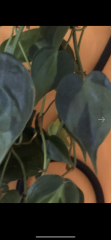 IMG_3442.png