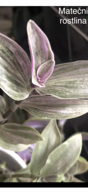 Tradescantia Albiflora míní Lilak Spot- čerstvý řizek .