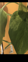 IMG_3446.png