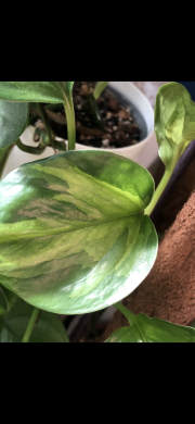 Epipremnum Harleguin - vrcholový řizek