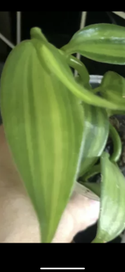 Vanilla Platifollia Variegata - stonkovy řizek