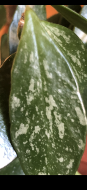 Hoya Gracilis - čerstvý řizek