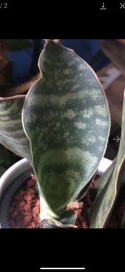 Sansevieria Masoniana “Whale Fin” - rostlina