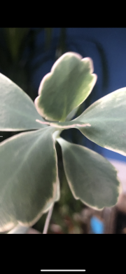 Kalanchoe variegata - čerstvý řizek
