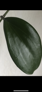 Hoya Quinguenervia - čerstvý řizek
