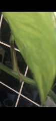 IMG_3484.png