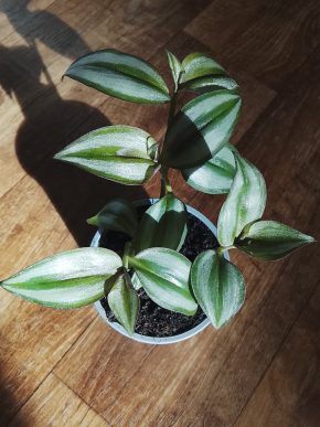 Tradescantia zebrina