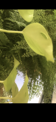 IMG_3494.png