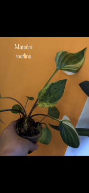 Drimiopsis Variegata - rostlina