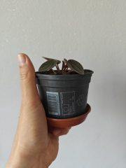 1000038555.jpg