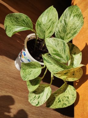 Epipremnum Snow Queen