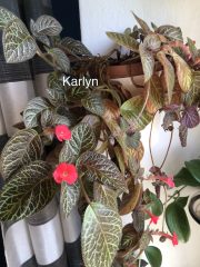 IMG_3516.jpeg