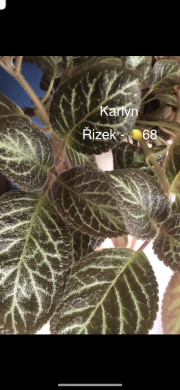 Episcia Karlyn - čerstvý řizek .