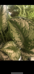 IMG_3518.png