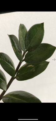Zamioculcas - čerstvý řizek