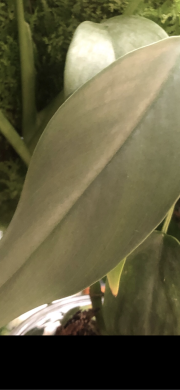Epipremnum Giganteum - čerstvý velky  vrcholový řizek