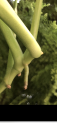 IMG_3527.png