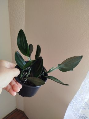 Scindapsus treubi dark form