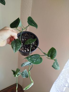 Scindapsus Silver Ann