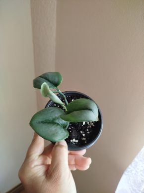 Scindapsus treubi moonlight