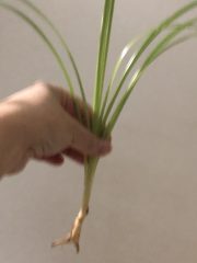 IMG_3549.jpeg