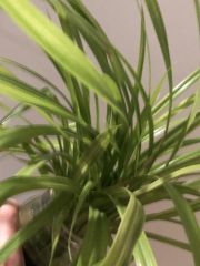 IMG_3552.jpeg