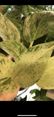Epipremnum Marble Queen - rostlina