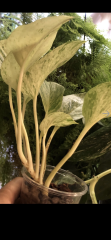 IMG_3555.png