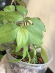 IMG_3247.jpeg