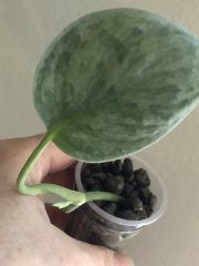 IMG_3188.jpeg