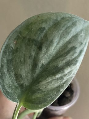 Scindapsus Silver Ann  - rostlina