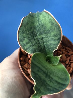 Sansevieria Cylindrica Green Granit