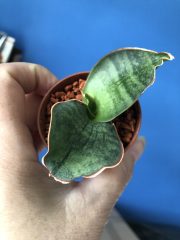 IMG_3197.jpeg