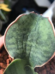 IMG_3204.jpeg