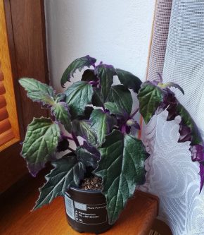 Gynura aurantiaca