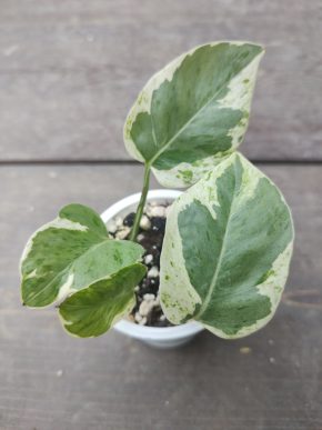 Epipremnum aureum Pearls and Jade