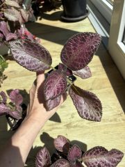 IMG_6905.jpeg