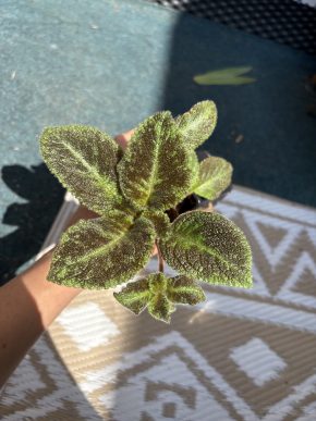 Episcie Emerald Velvet