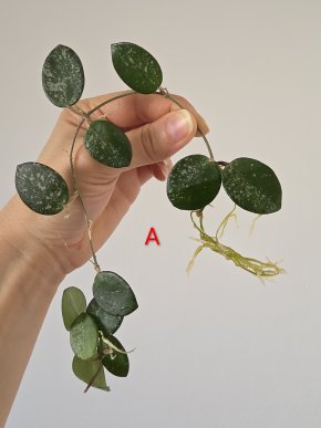 Hoya Mathilde silver splash
