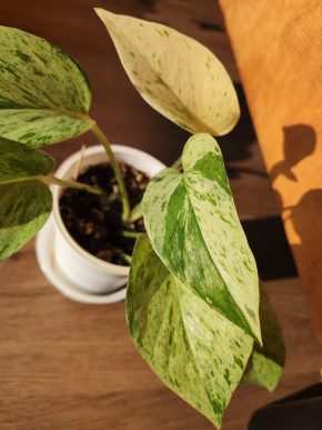 Epipremnum Snow Queen
