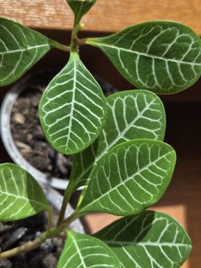 Euphorbia leuroneura