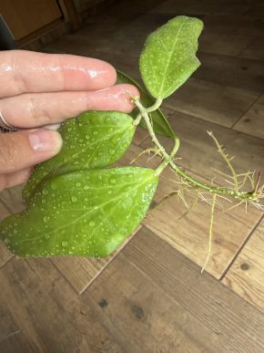 Hoya cutis porcelana?