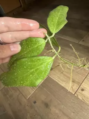 Hoya cutis porcelana?